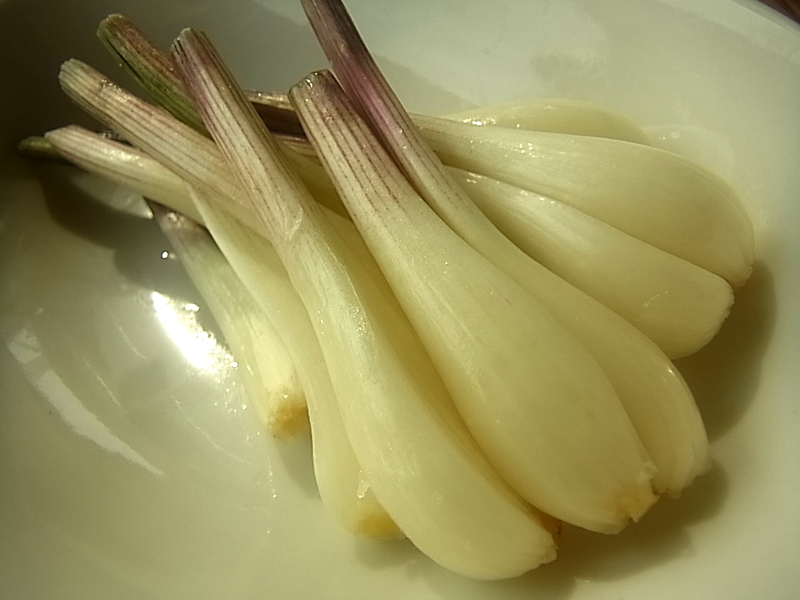 生エシャレット塩もみ バーボン植田のカリテプリ