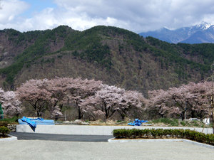 09sakura2.jpg