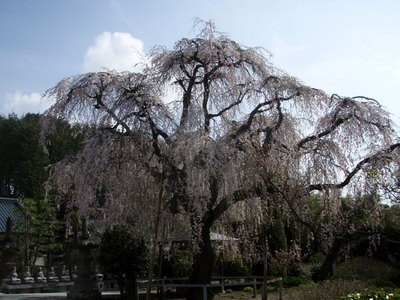 P4250011.jpg