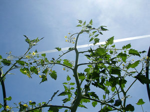 P7150004.jpg
