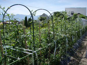 P7150005.jpg