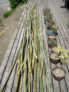 bamboo.jpg