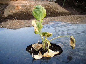 broccoli2.jpg