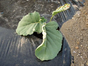 broccoli3.jpg