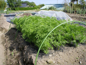 carrot11.jpg