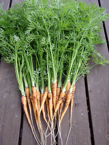 carrot21.jpg