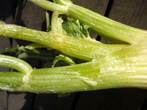celery2.jpg