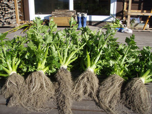 celery3.jpg
