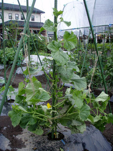 cucumber.jpg