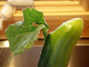 cucumber2.jpg