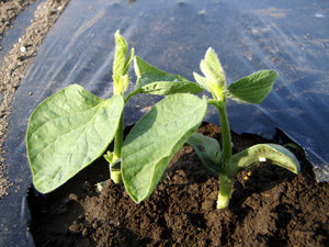 edamame.jpg