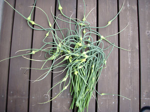 garlic1.jpg
