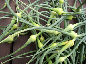 garlic2.jpg