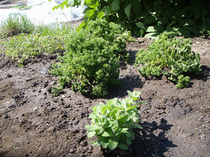 herb1.jpg