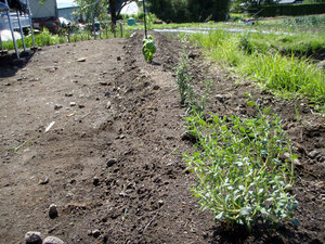 herb2.jpg
