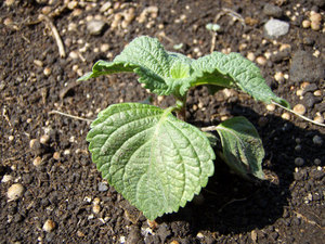 herb3.jpg