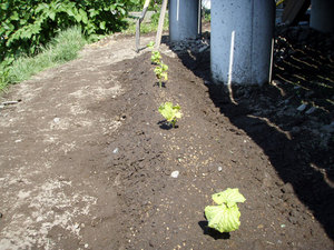 herb4.jpg
