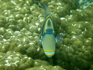 okinawa10.jpg