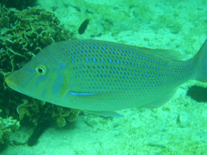 okinawa2.jpg