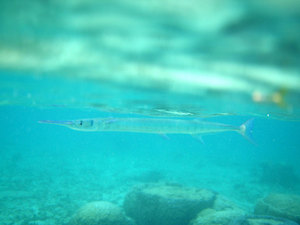 okinawa7.jpg