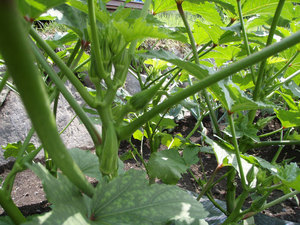 okra.jpg