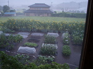 rain1.jpg