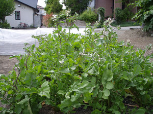 rucola2.jpg