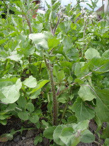rucola3.jpg