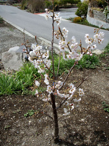 sakura1.jpg