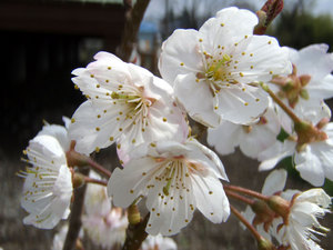 sakura2.jpg