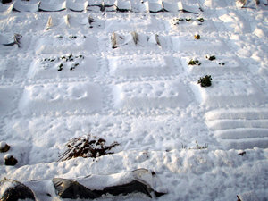 snow4.jpg