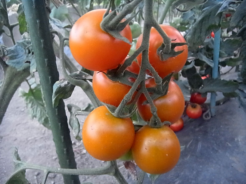 トマト: 種まきからお皿まで nicomi831 にこみやさい
