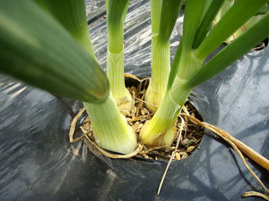 09onion.jpg