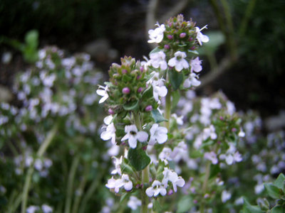 10P6010002.jpg