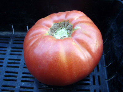 10P8210016.jpg