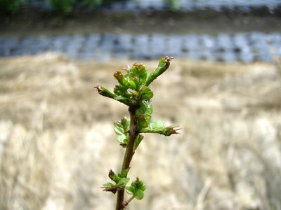 12P5030001.jpg