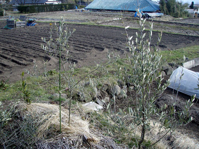 P4030006.jpg