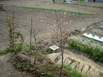 P4300001.jpg