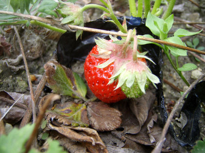 P5250020.jpg