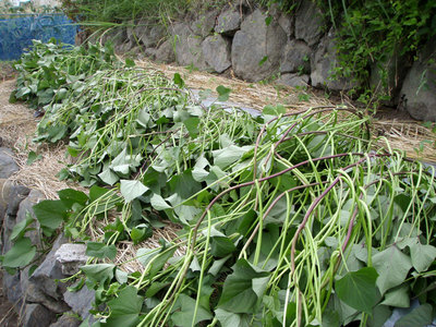 P7180027.jpg