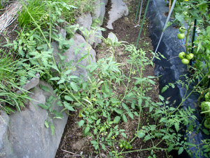 P7310005.jpg