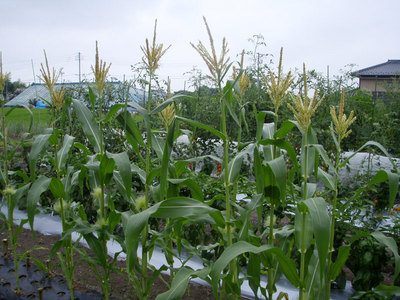 P8020001.jpg