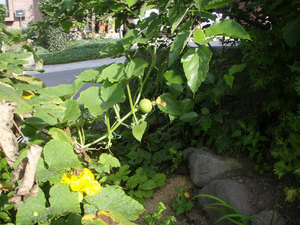 P8150073.jpg
