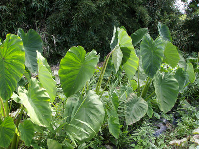 P9140005.jpg