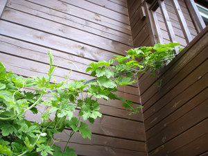 P9150020.jpg
