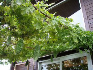P9150021.jpg