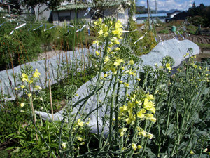 PA1100062.jpg