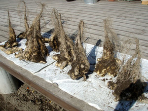PA300008.jpg