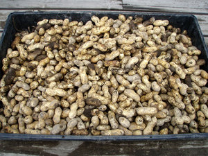 PB120014.jpg