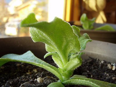 PC090099.jpg